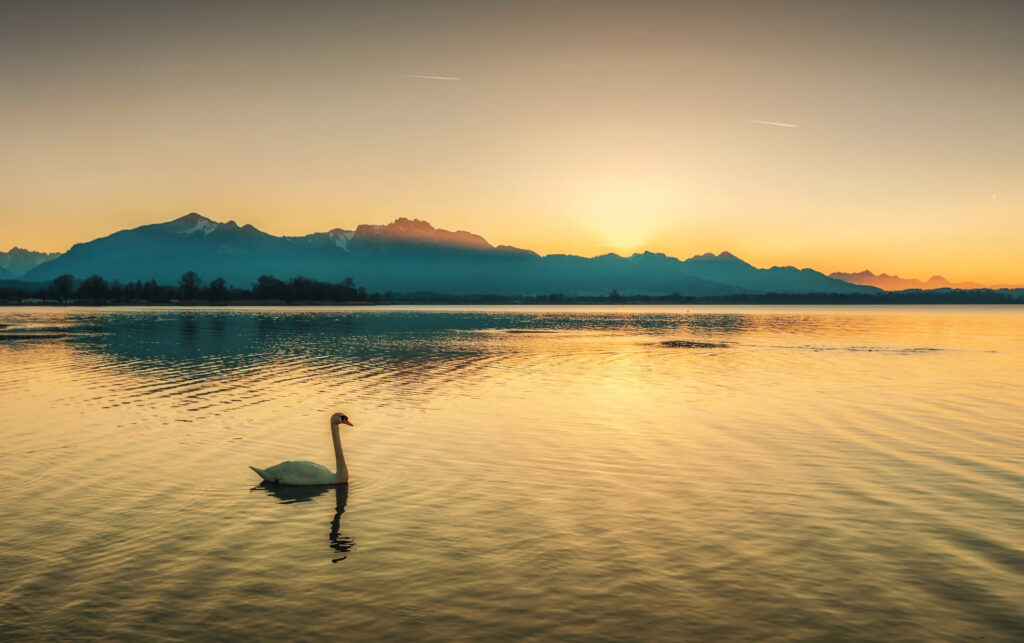 photo of a swan gliding across the water on Lake Chiemsee in Bavaria Germany